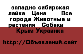 западно сибирская лайка › Цена ­ 0 - Все города Животные и растения » Собаки   . Крым,Украинка